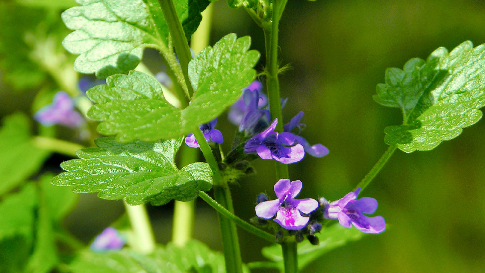 Gundermann (Glechoma hederacea) – Wirkung und Anwendung als Heilkraut
